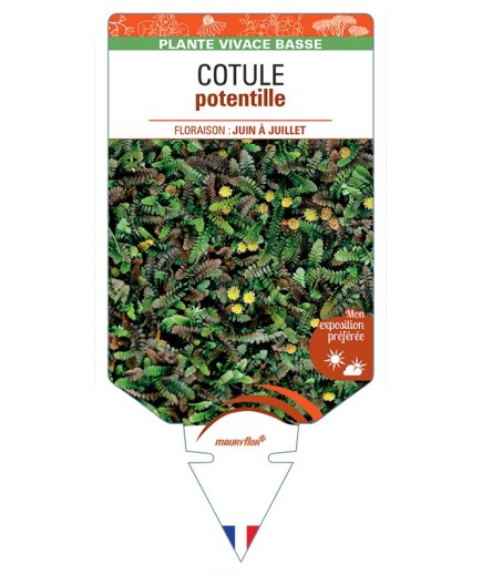 LEPTINELLA potentillina voir COTULE Potentille