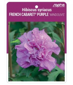 Hibiscus syriacus FRENCH CABARET® PURPLE 'MINDOUV5'