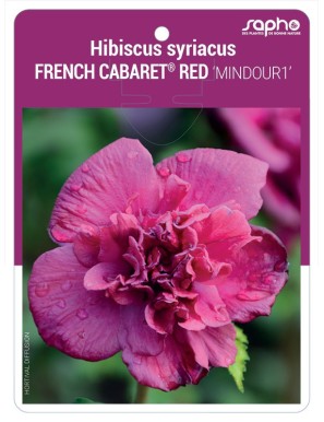 Hibiscus syriacus FRENCH CABARET® RED 'MINDOUR1'