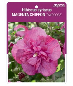 Hibiscus syriacus MAGENTA CHIFFON 'RWOODS5'