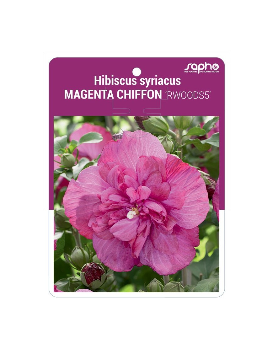 Hibiscus syriacus MAGENTA CHIFFON 'RWOODS5'