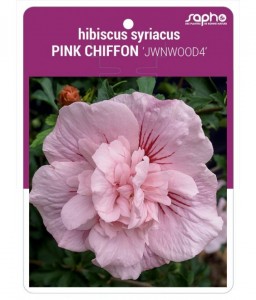 Hibiscus syriacus PINK CHIFFON 'JWNWOOD4'