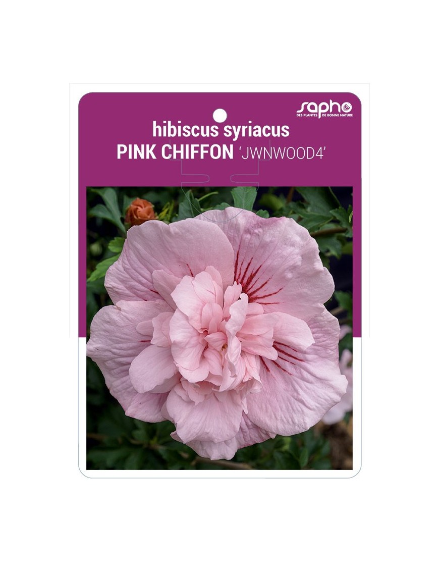 Hibiscus syriacus PINK CHIFFON 'JWNWOOD4'