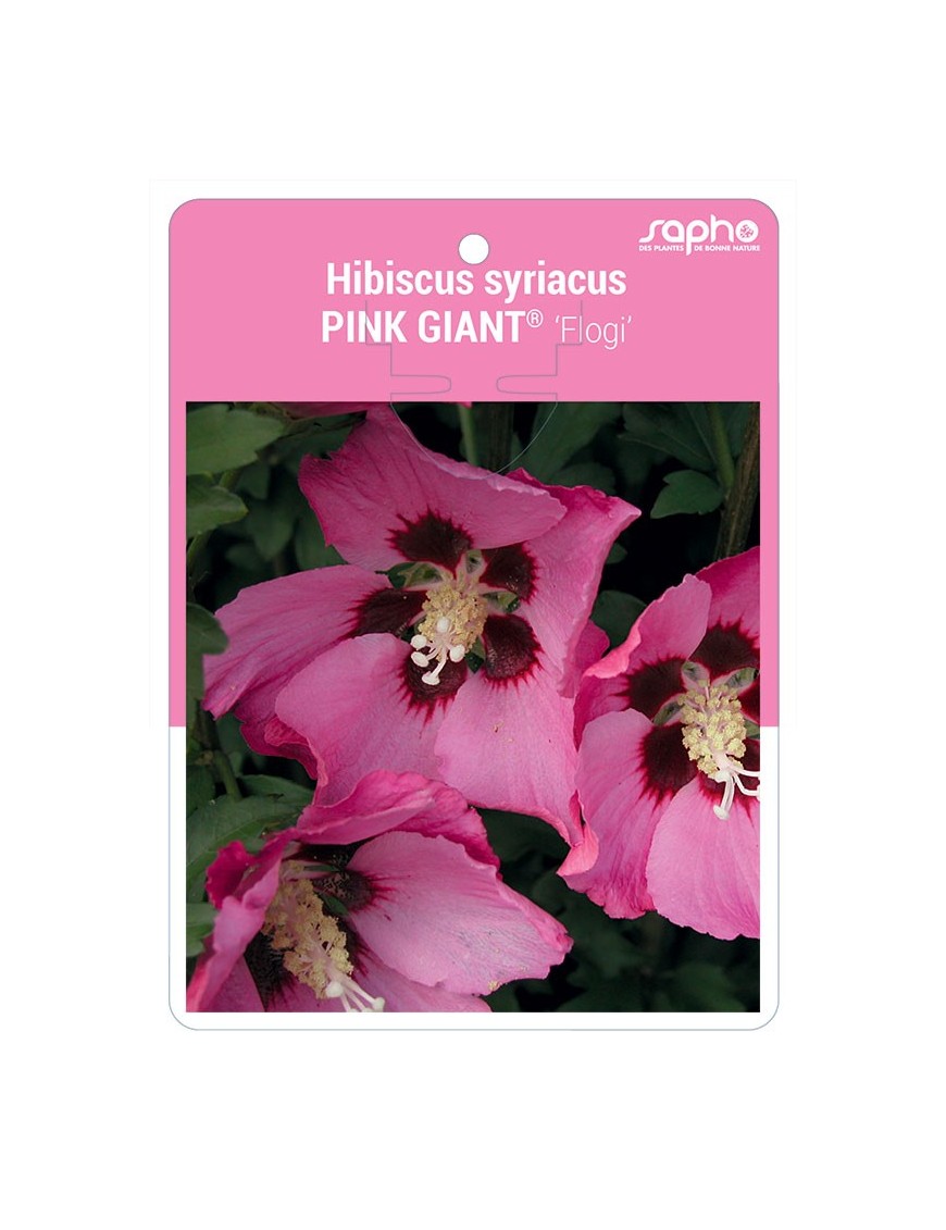 Hibiscus syriacus PINK GIANT® 'Flogi'