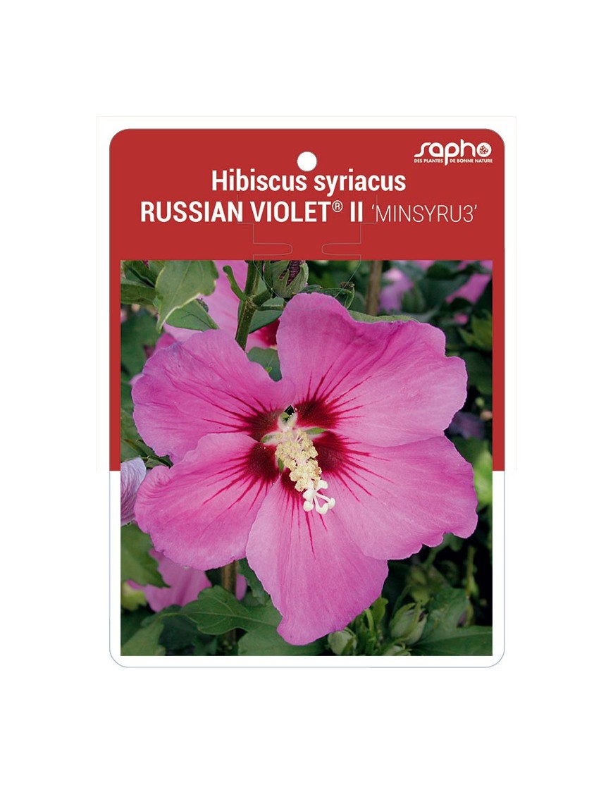 Hibiscus syriacus RUSSIAN VIOLET® II 'MINSYRU3'