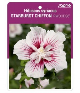 Hibiscus syriacus STARBURST CHIFFON 'RWOODS6'