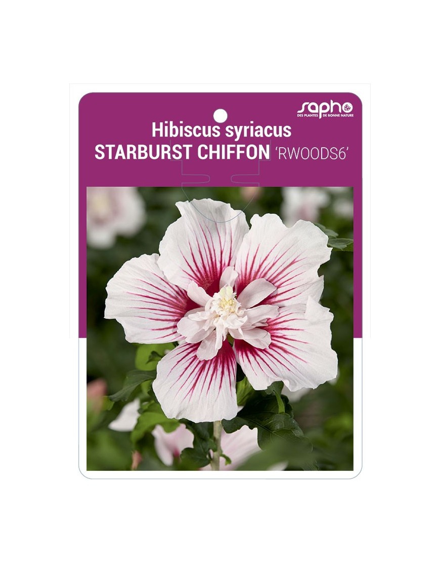 Hibiscus syriacus STARBURST CHIFFON 'RWOODS6'