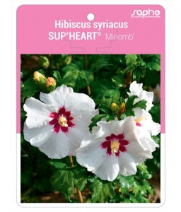 Hibiscus syriacus SUP'HEART® 'Minomb'
