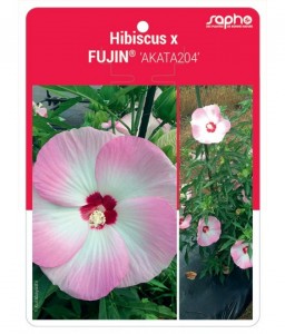 Hibiscus x FUJIN® 'AKATA204'