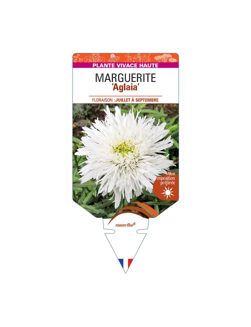LEUCANTHEMUM maximum Aglaia voir Marguerite