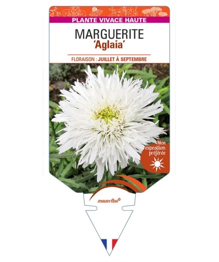 LEUCANTHEMUM maximum Aglaia voir Marguerite