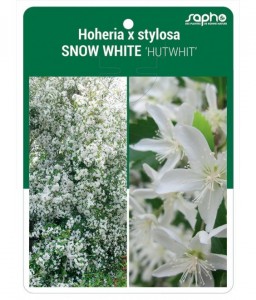 Hoheria x stylosa SNOW WHITE 'HUTWHIT'