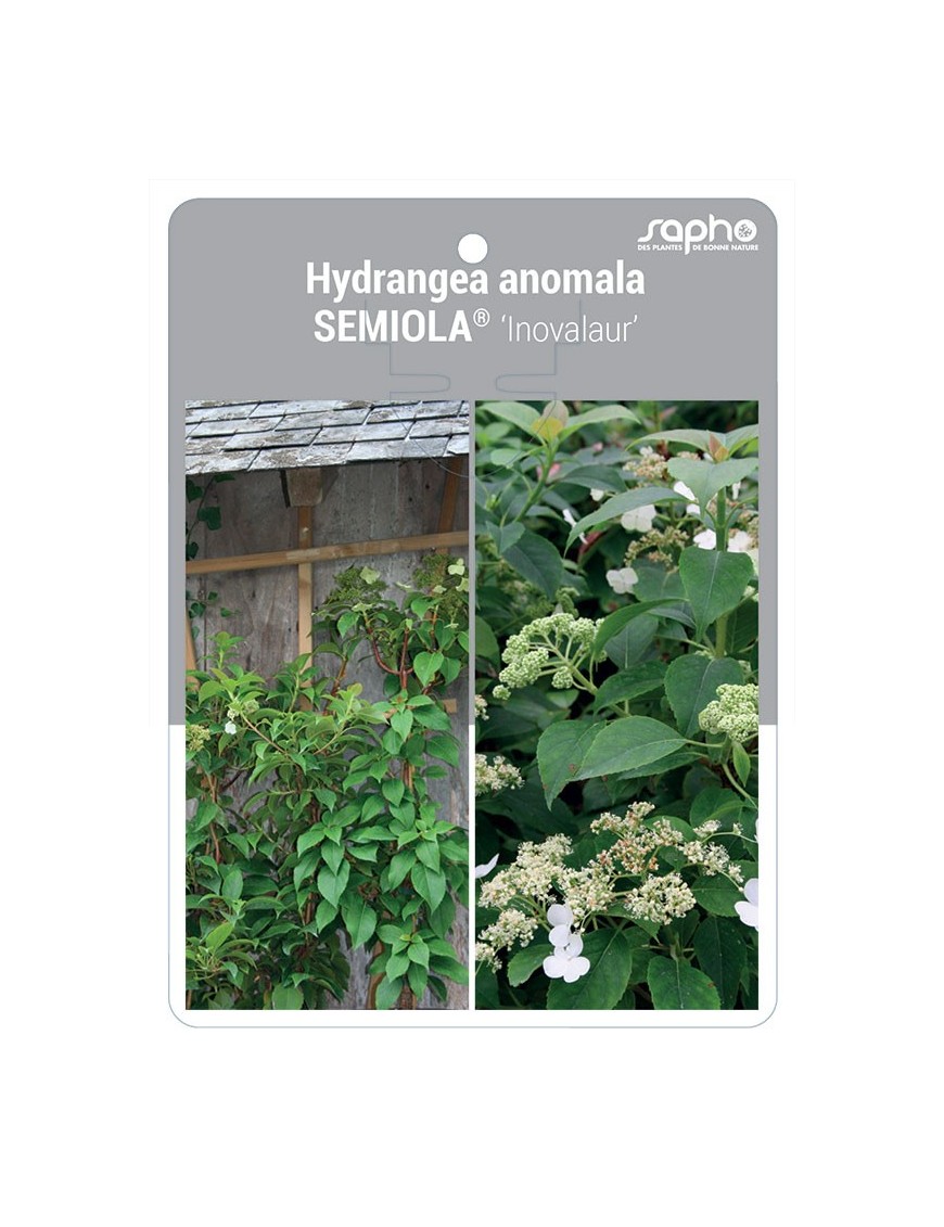 Hydrangea anomala SEMIOLA® ‘Inovalaur’