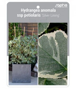 Hydrangea anomala ssp petiolaris 'Silver Lining'