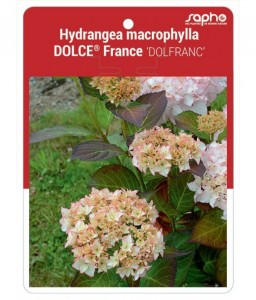 Hydrangea macrophylla DOLCE® France 'DOLFRANC'