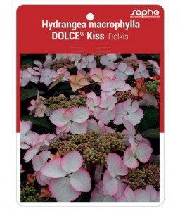 Hydrangea macrophylla DOLCE® Kiss ‘Dolkis’
