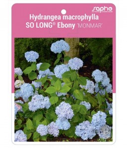 Hydrangea macrophylla SO LONG® Ebony 'MONMAR'