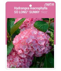Hydrangea macrophylla SO LONG® SUNNY 'TK02'