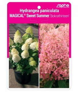 Hydrangea paniculata MAGICAL® Sweet Summer 'Bokrathirteen'