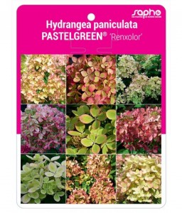Hydrangea paniculata PASTELGREEN® 'Renxolor'