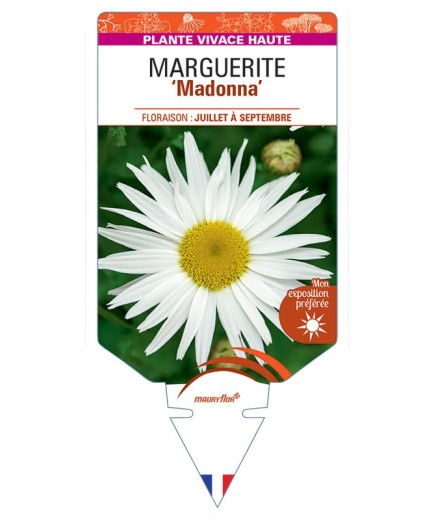 LEUCANTHEMUM maximum Madonna voir Marguerite