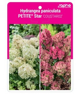 Hydrangea paniculata PETITE® Star ‘COUSTAR02’