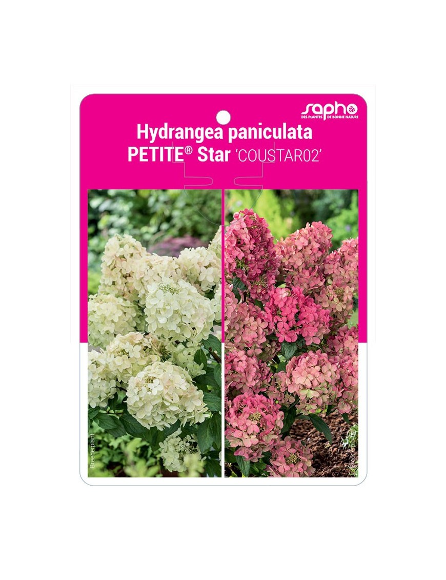 Hydrangea paniculata PETITE® Star ‘COUSTAR02’