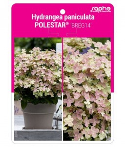 Hydrangea paniculata POLESTAR® 'BREG14'
