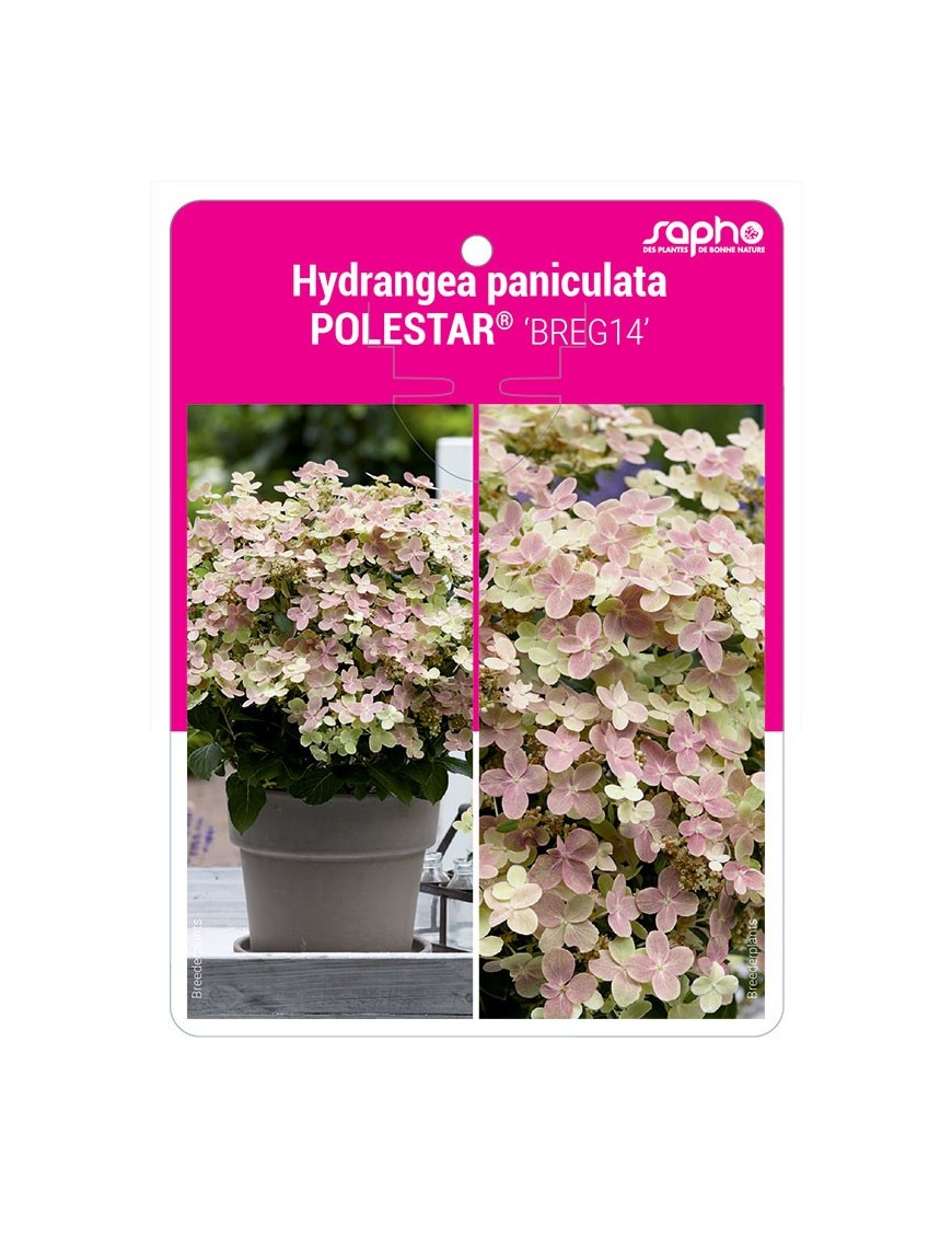 Hydrangea paniculata POLESTAR® 'BREG14'