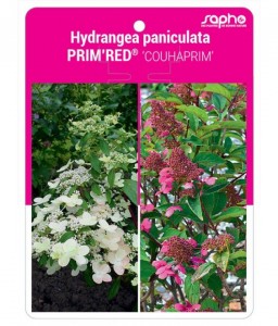 Hydrangea paniculata PRIM'RED® 'COUHAPRIM'