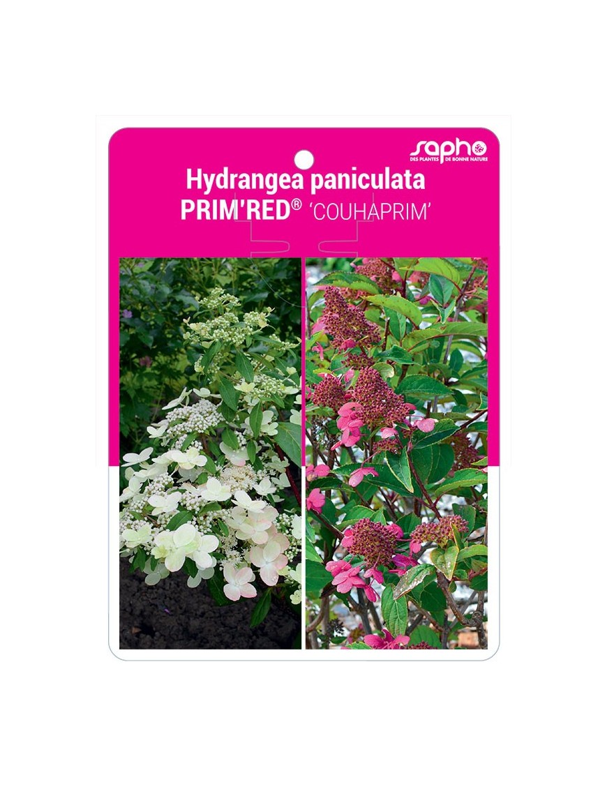 Hydrangea paniculata PRIM'RED® 'COUHAPRIM'