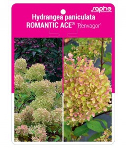 Hydrangea paniculata ROMANTIC ACE® 'Renvagor'