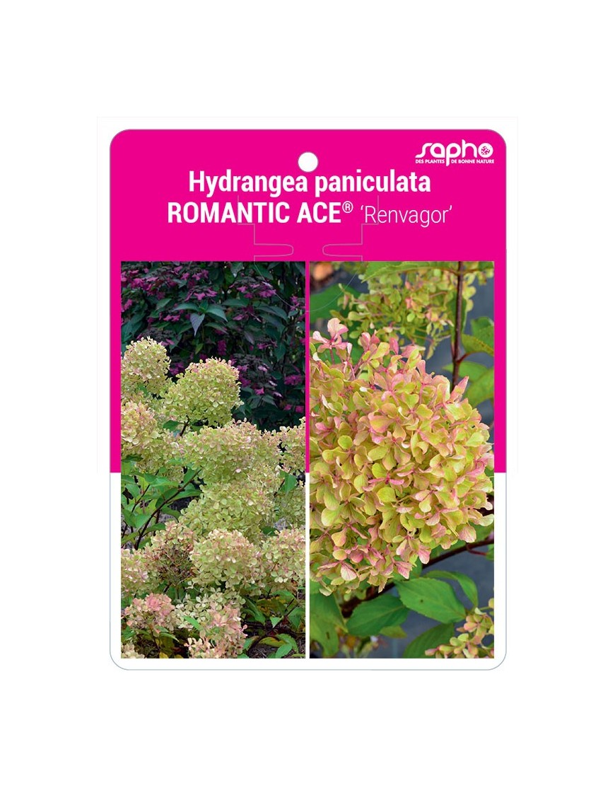 Hydrangea paniculata ROMANTIC ACE® 'Renvagor'