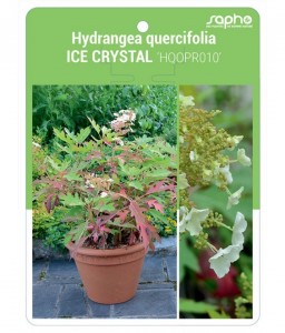 Hydrangea quercifolia ICE CRYSTAL 'HQOPR010'