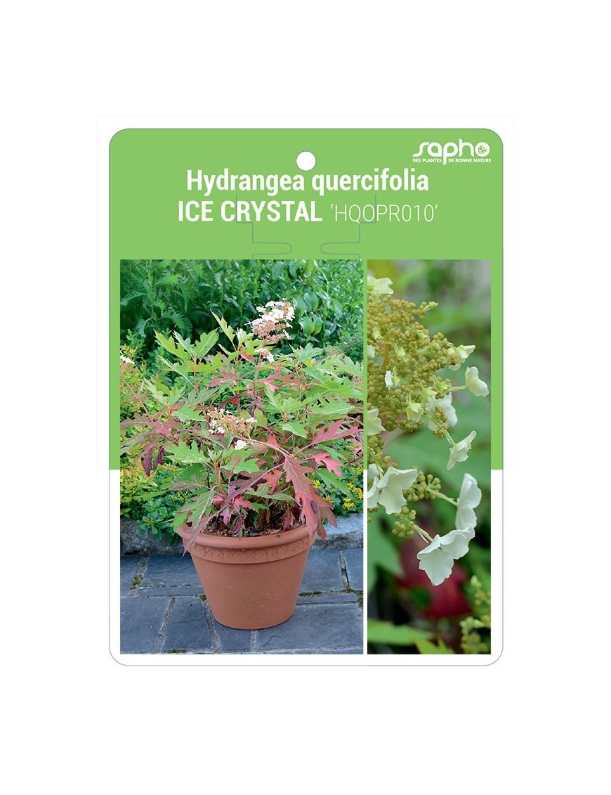 Hydrangea quercifolia ICE CRYSTAL 'HQOPR010'