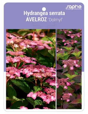 Hydrangea serrata AVELROZ 'Dolmyf'