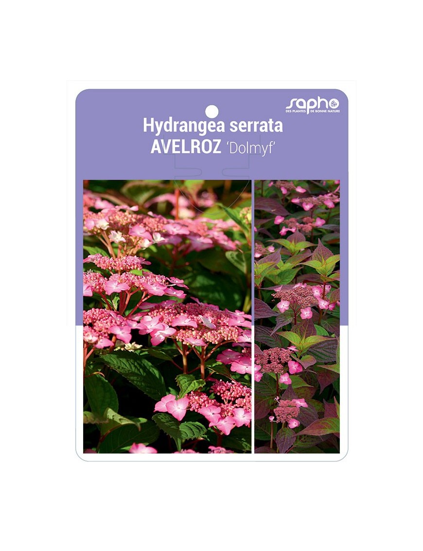 Hydrangea serrata AVELROZ 'Dolmyf'