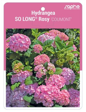 Hydrangea SO LONG® Rosy 'COUMONT'