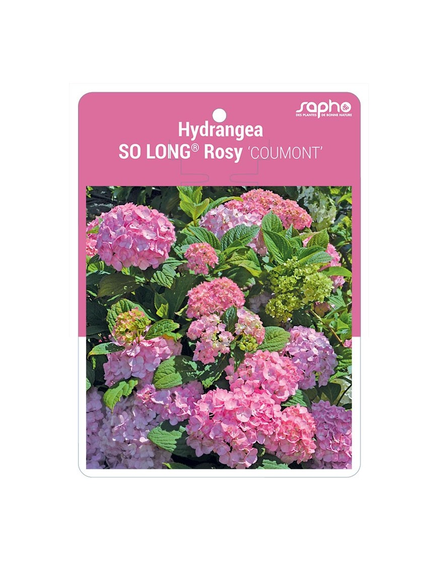 Hydrangea SO LONG® Rosy 'COUMONT'