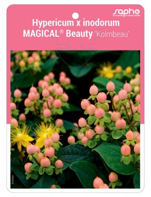 Hypericum x inodorum MAGICAL® Beauty 'Kolmbeau'