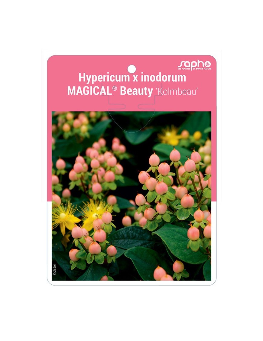 Hypericum x inodorum MAGICAL® Beauty 'Kolmbeau'