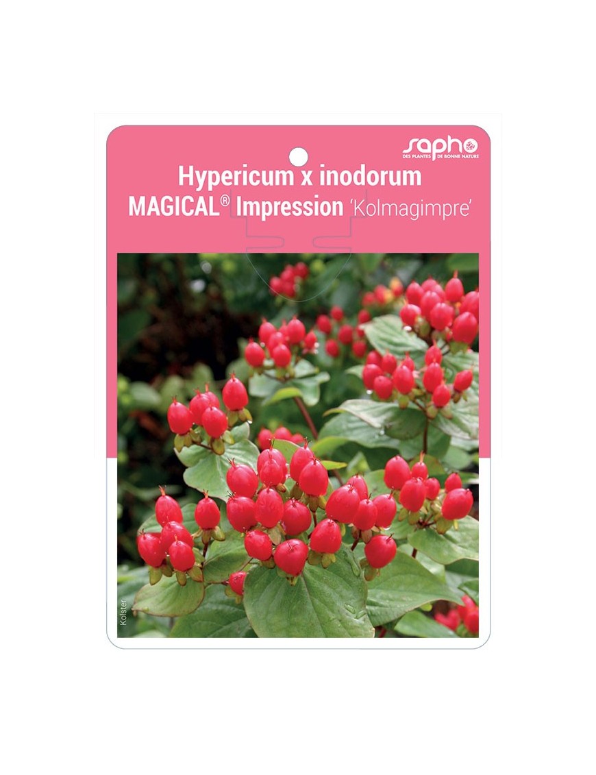 Hypericum x inodorum MAGICAL® Impression 'Kolmagimpre'