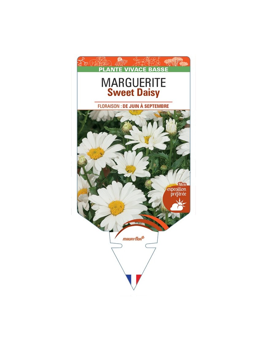 LEUCANTHEMUM Sweet Daisy voir Marguerite