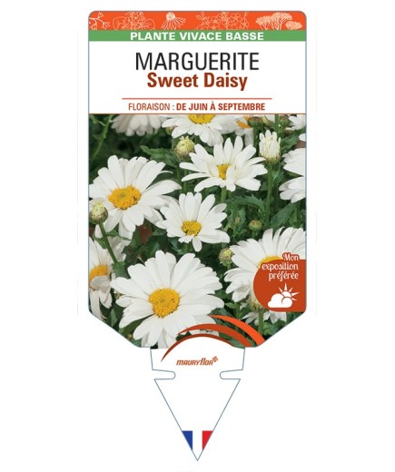 LEUCANTHEMUM Sweet Daisy voir Marguerite