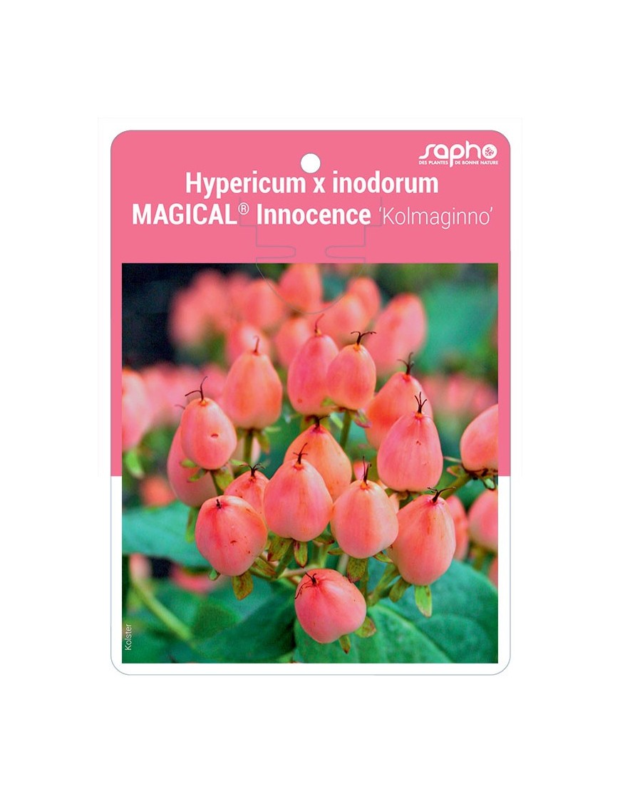 Hypericum x inodorum MAGICAL® Innocence 'Kolmaginno'