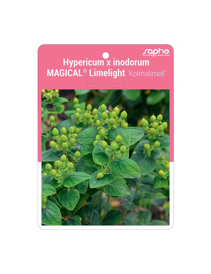 Hypericum x inodorum MAGICAL® Limelight 'Kolmalimeli'