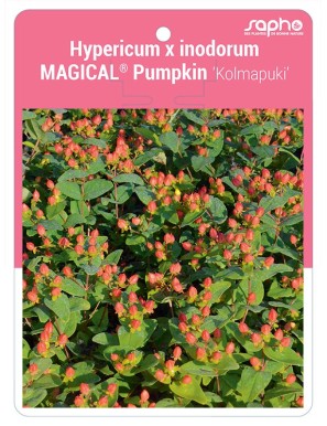 Hypericum x inodorum MAGICAL® Pumpkin 'Kolmapuki'