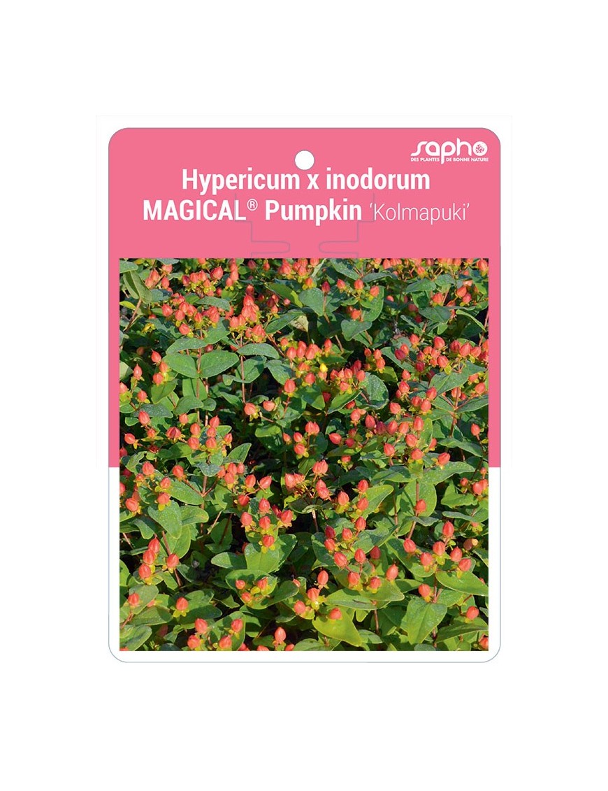 Hypericum x inodorum MAGICAL® Pumpkin 'Kolmapuki'