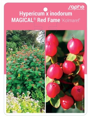 Hypericum x inodorum MAGICAL® Red Fame 'Kolmaref'