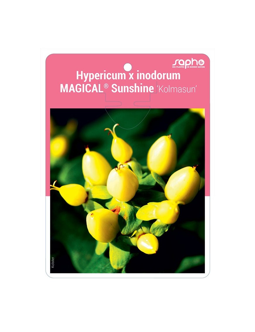 Hypericum x inodorum MAGICAL® Sunshine 'Kolmasun'